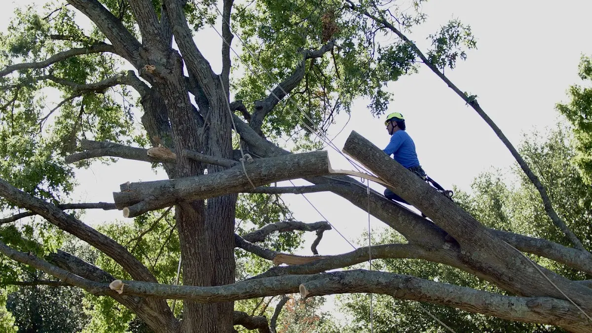 Professional Hazardous Tree Removal performed by certified arborists in Axtell