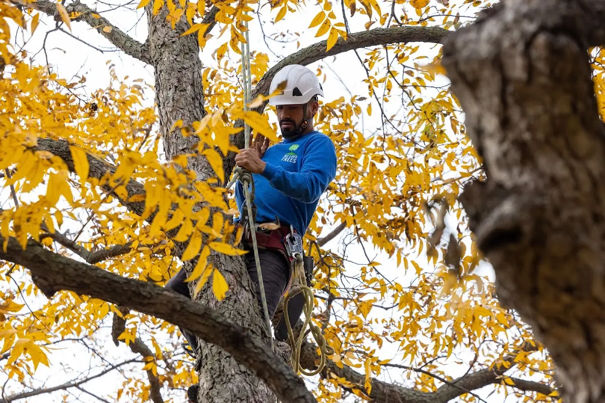 Skilled Tree Planing crew working in Axtell